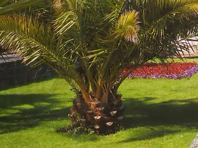 Palm Trees Planting